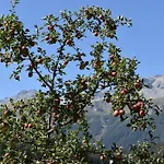 Bed & Breakfast Hirschstube 3*