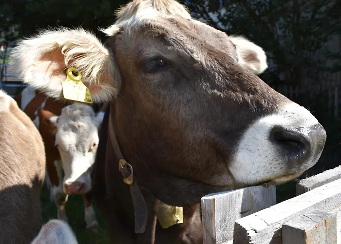 Hirschstube Oda ve Kahvaltı
